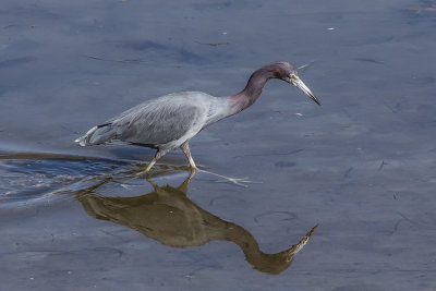Reddish Egret
