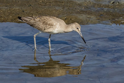 Willet