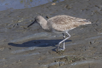 Willet