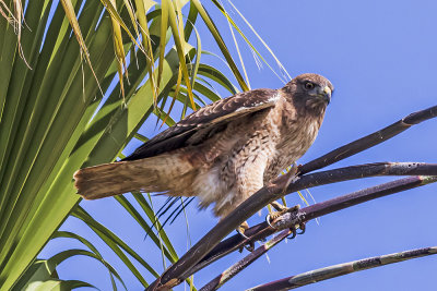 Red-tailed Hawk