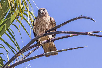 Red-tailed Hawk