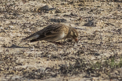 McCown's Longspur