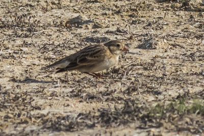 McCown's Longspur