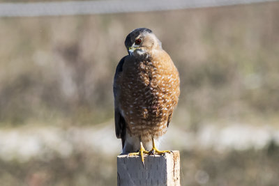 Cooper's Hawk