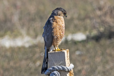 Cooper's Hawk