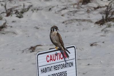 American Kestrel