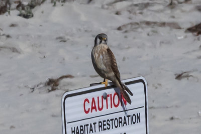 American Kestrel