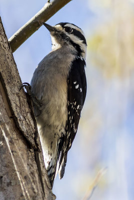 Downy Woodpecker