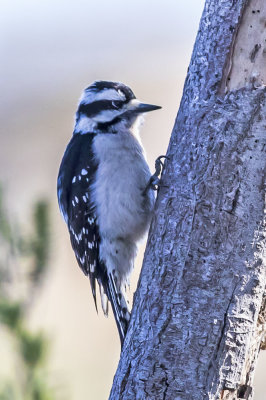 Downy Woodpecker