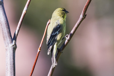 American Goldfinch