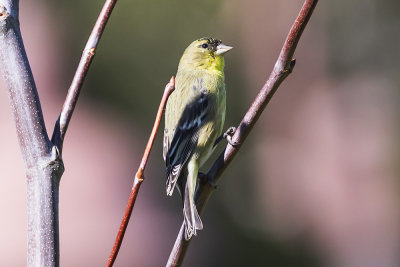 American Goldfinch