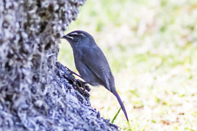 Bewiicks Wren