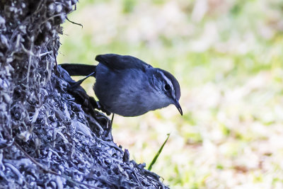 Bewiick's Wren