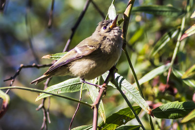 Htton's Vireo