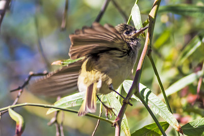 Htton's Vireo