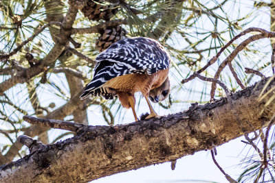 Red-shouldered Hawk