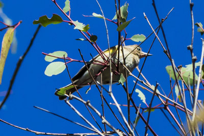 Yellow-rumped Warbler