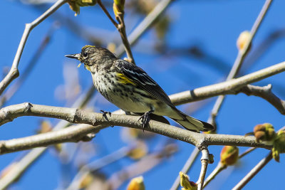 Yellow-rumped Warbler