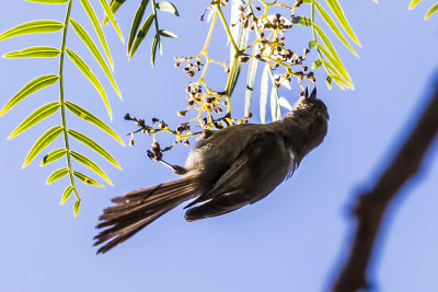 Bushtit