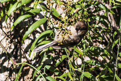 Bushtit