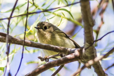 Ruby-crowned Kinglet