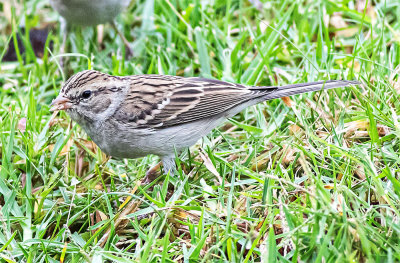 Brewer's Sparrow