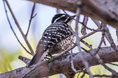 Downy Woodpecker