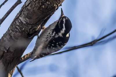 Downy Woodpecker