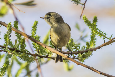 Hutton's Vireo
