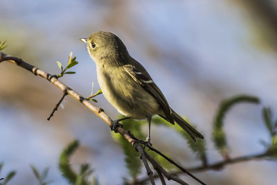 Hutton's Vireo