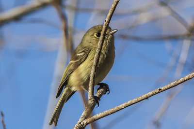 Hutton's Vireo