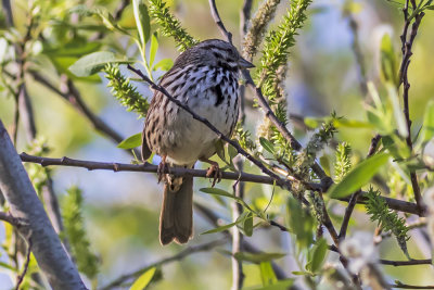 Song Sparrow