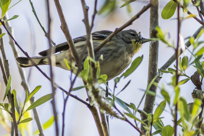 Yellow-rumped Warbler