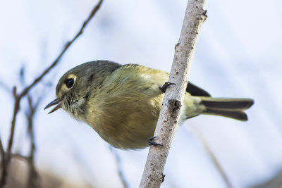 huttons-vireo-10.jpg