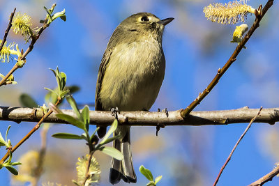 Hutton's Vireo