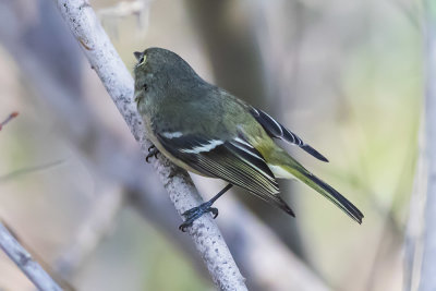 Hutton's Vireo