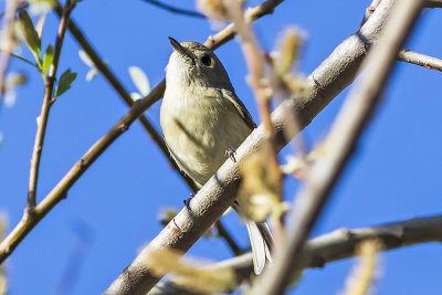 Hutton's Vireo