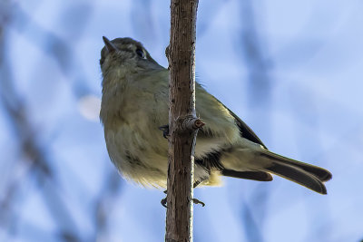 Hutton's Vireo