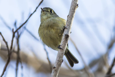 Hutton's Vireo