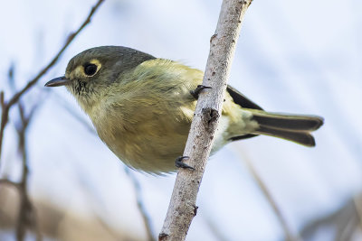 Hutton's Vireo