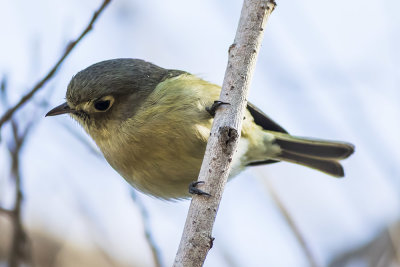 Hutton's Vireo