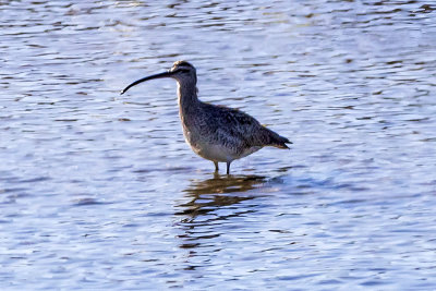 Whimbrel