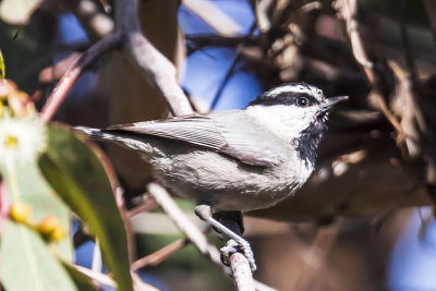 Mountain Chickadee