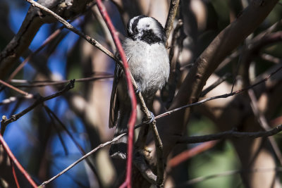 Mountain Chickadee