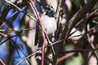 Mountain Chickadee