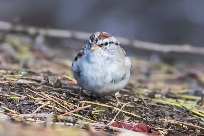 Chipping Sparrow