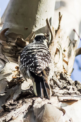 Nuttall's Woodpecker