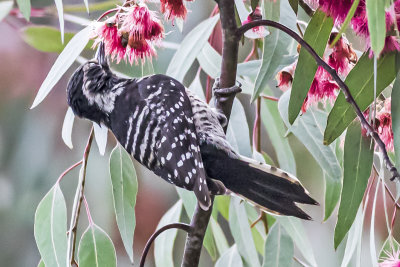 Nutthall's Woodpecker