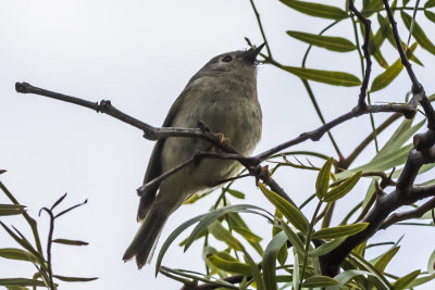 Ruby-crowned Kinglet