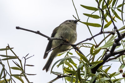 Ruby-crowned Kinglet